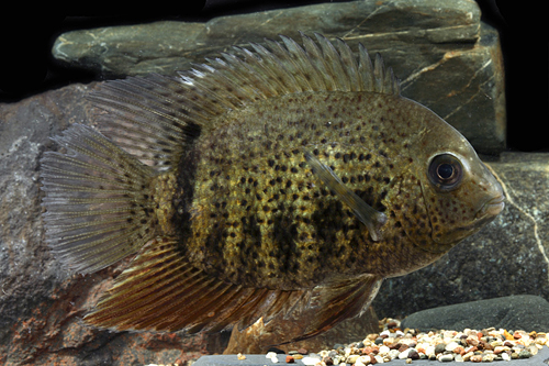 picture of Black Spot Severum Cichlid Lrg                                                                       Heros notatus