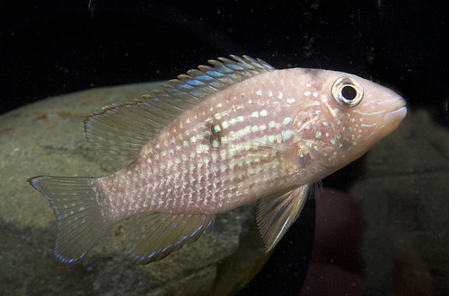 picture of Aequidens Coeruleopunctatus Cichlid Reg                                                              Aequidens coeruleopunctatus