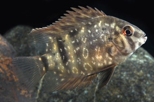 picture of Uaru Fernandezyepezi Cichlid Lrg                                                                     Uaru fernandezyepezi