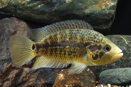 picture of Friedrichsthalii Cichlid Lrg                                                                         Nandopsis friedrichsthalii