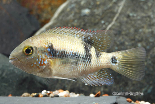 picture of Chuco Godmanni Cichlid Med                                                                           Chuco godmanni