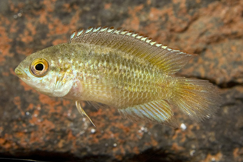 picture of Golden Dwarf Acara Cichlid Tank Raised Reg                                                           Nannacara anomala