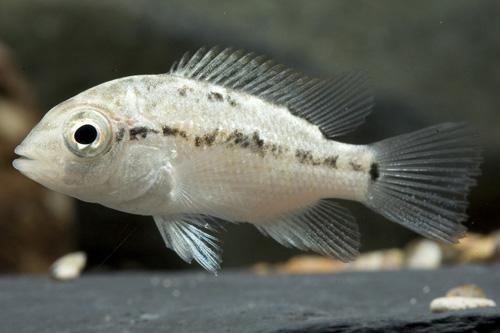 picture of Hatiensis Cichlid Reg                                                                                Nandopsis haitiensis