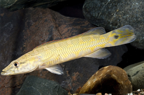 picture of Johanna Pike Cichlid Lrg                                                                             Crenicichla johanna