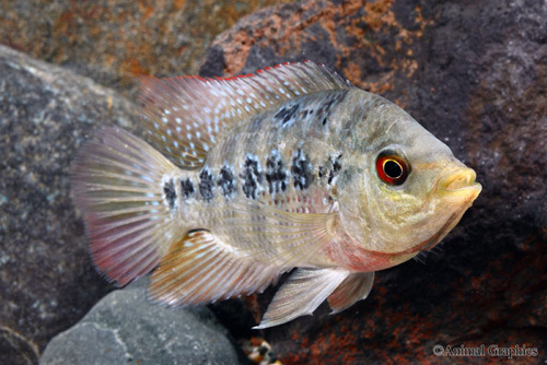 picture of Amphilophus Lyonsi Cichlid Lrg                                                                       Amphilophus lyonsi