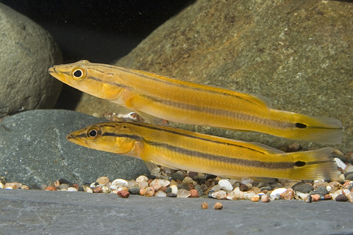 picture of Orange Pike Cichlid Med                                                                              Crenicichla sp. var. Rio Xingu orange