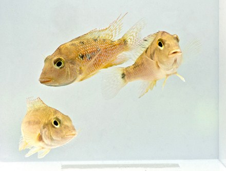 picture of Geophagus Pellegrini Cichlid Reg                                                                     Geophagus pellegrini