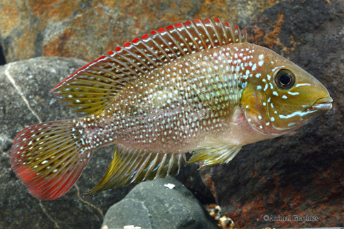 picture of Astatheros Rhytisma Cichlid Lrg                                                                      Amphilophus rhytisma