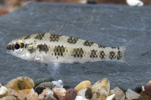 picture of Spadetail Checkboard Cichlid Reg                                                                     Dicrossus maculatus