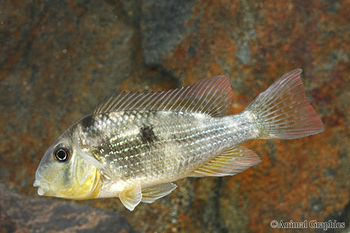 picture of Gymnogeophagus Taraparae Cichlid Med                                                                 Gymnogeophagus sp. var. Taraparae