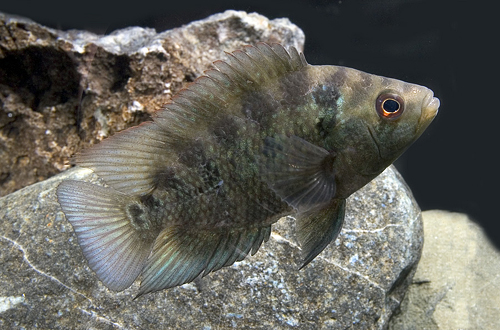 picture of Three Spot Cichlid Sml                                                                               Cichlasoma trimaculatum