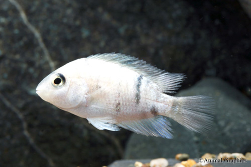 picture of Calico Convict Cichlid Sml                                                                           Archocentrus nigrofasciatus