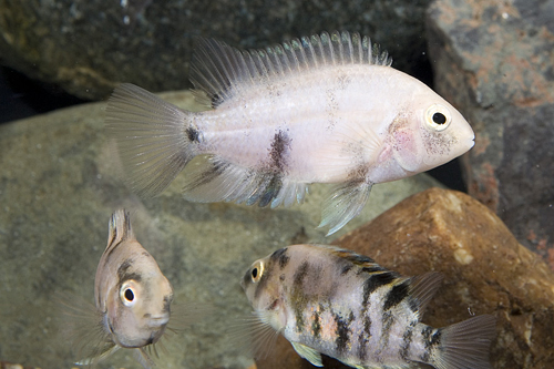 picture of Calico Convict Cichlid Reg                                                                           Archocentrus nigrofasciatus