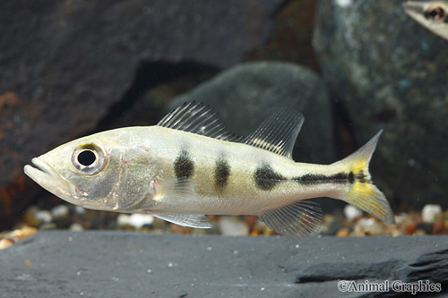 picture of Peacock Bass Monoculus Cichlid Reg                                                                   Cichla monoculus