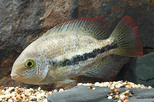picture of Vieja Zonatus Cichlid Lrg                                                                            Vieja zonatus
