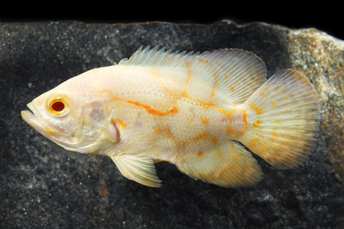 picture of Albino Tiger Oscar Sml                                                                               Astronotus ocellatus 'Albino Tiger'