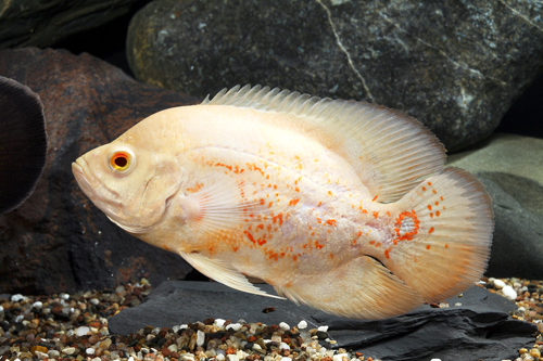 picture of Albino Tiger Oscar Lrg                                                                               Astronotus ocellatus 'Albino Tiger'