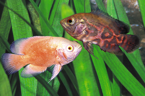 picture of Assorted Oscar Sml                                                                                   Astronotus ocellatus