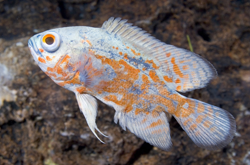 picture of Blueberry Oscar Sml                                                                                  Astronotus ocellatus