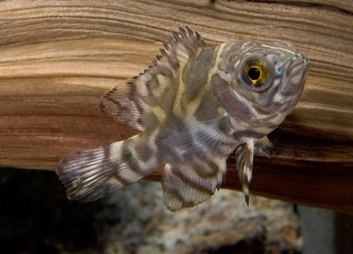 picture of Common Oscar Sml                                                                                     Astronotus ocellatus