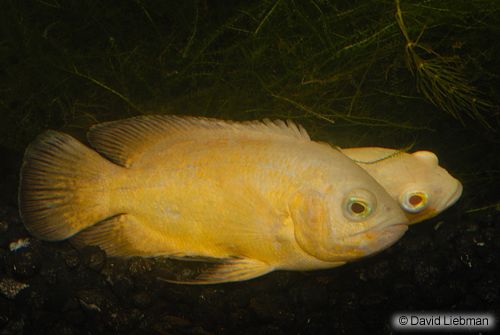 picture of Lemon Oscar Reg                                                                                      Astronotus ocellatus