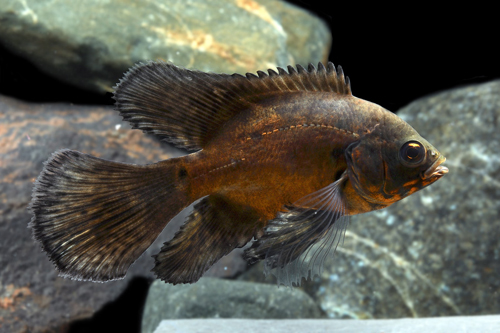 picture of Longfin Red Oscar Reg                                                                                Astronotus ocellatus