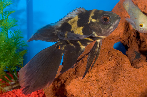 picture of Longfin Tiger Oscar Med                                                                              Astronotus ocellatus