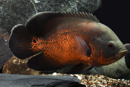 picture of Red Oscar M/L                                                                                        Astronotus ocellatus