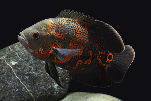 picture of Tiger Oscar Sml                                                                                      Astronotus ocellatus