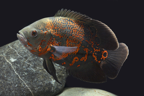 picture of Tiger Oscar M/S                                                                                      Astronotus ocellatus