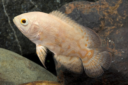 picture of Snow White Oscar Reg                                                                                 Astronotus ocellatus