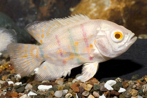 picture of Albino Tattooed Oscar Reg                                                                            Astronotus ocellatus 'Albino Red'