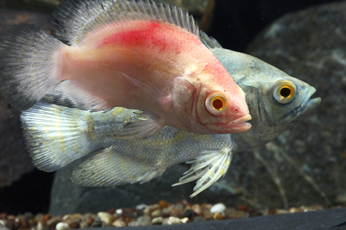 picture of Assorted Mixed Fruit Oscar Reg                                                                       Astronotus occellatus