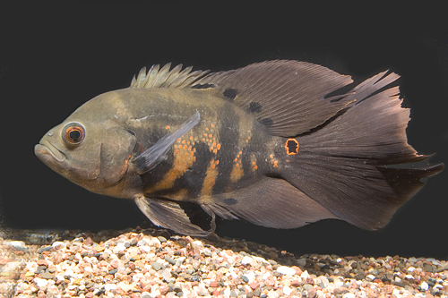 picture of Longfin Oscar Lrg                                                                                    Astronotus ocellatus 'Longfin'