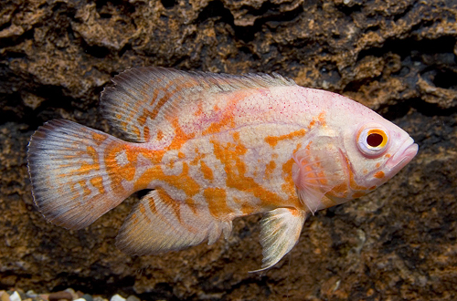 picture of Strawberry Oscar Reg                                                                                 Astronotus ocellatus