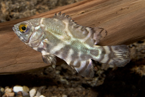 picture of Oscar Wild Reg                                                                                       Astronotus ocellatus