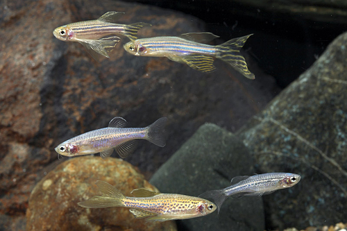 picture of Assorted Longfin Danio Reg                                                                           Brachydanio spp. rerio, albolineatus, & frankei