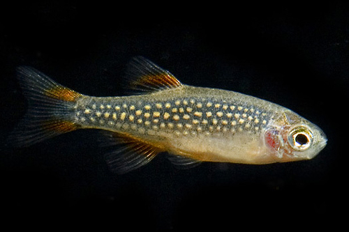 picture of Celestial Pearl Danio Reg                                                                            Danio maragaritatus