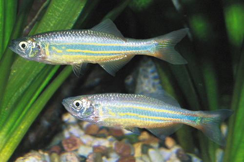 picture of Giant Danio Reg                                                                                      Devario aequipinnatus