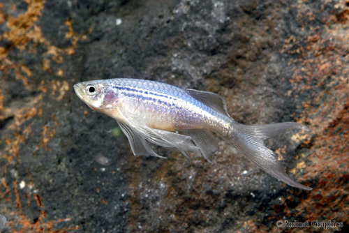 picture of Longfin Blue Danio Reg                                                                               Brachydanio frankei 'Blue'