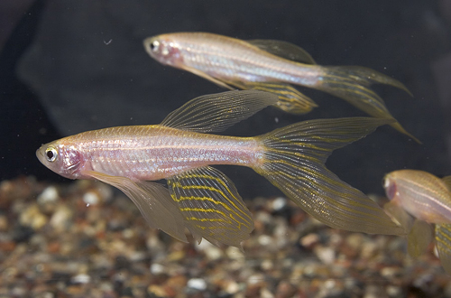 picture of Longfin Gold Zebra Danio Reg                                                                         Brachydanio rerio