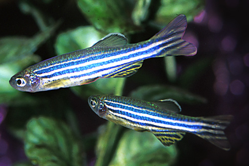 picture of Zebra Danio Sml                                                                                      Brachydanio rerio