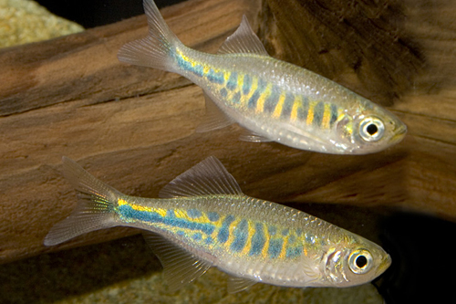 picture of Giant Panther Danio Reg                                                                              Devario pathirana