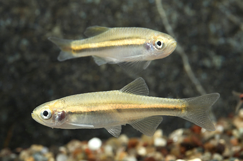 picture of Neon Redline Danio Reg                                                                               Brachydanio sp. var. jaintianensis