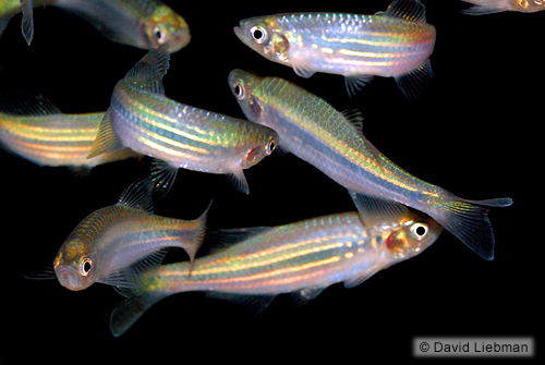 picture of Red Burmese Giant Danio Reg                                                                          Devario chrysotaeniata