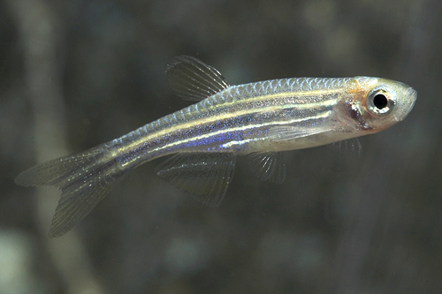 picture of Research Zebra Danio Reg                                                                             Brachydanio rerio