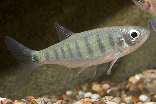 picture of Blue Scaled Zacco Reg                                                                                Zacco platypus