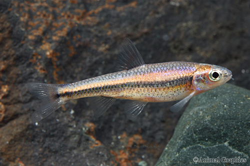 picture of Rainbow Shiner Reg                                                                                   Notropis chrosomus