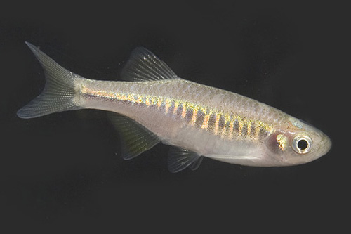 picture of Burmese Tiger Danio Reg                                                                              Devario shanensis