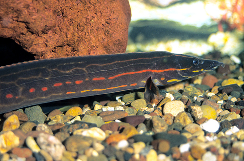 picture of Fire Eel M/L                                                                                         Mastacembelus erythrotaenia